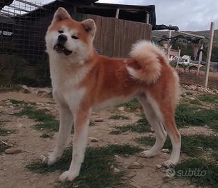 Akita inu