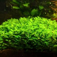 Staurogyne repens pianta acquario