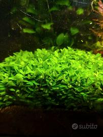 Staurogyne repens pianta acquario