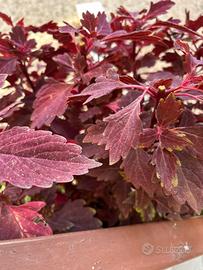 Perilla frutescens  Shiso