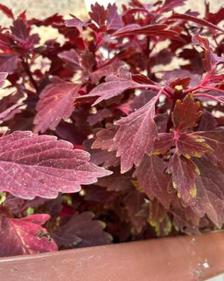 Perilla frutescens  Shiso