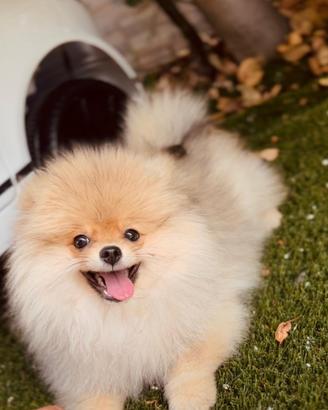 Splendido Spitz di Pomerania