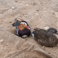 Mandarine e caroline