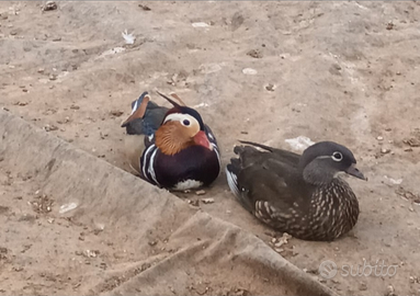 Mandarine e caroline