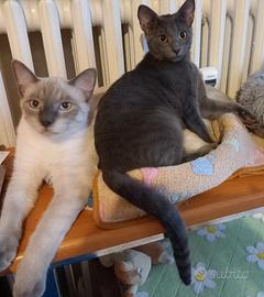 coppia siamese certosino