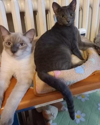 coppia siamese certosino