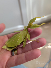 Vendita insetti stecco e foglia