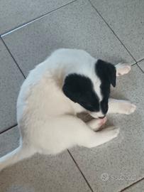 Cuccioli Jack russel e volpino