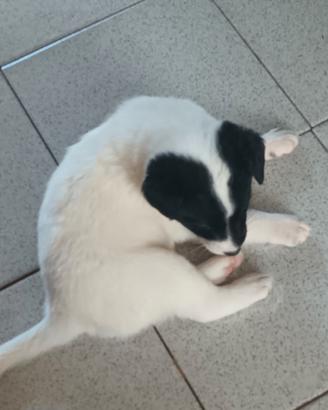 Cuccioli Jack russel e volpino