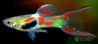 Guppy endler (Poecilia wingei)