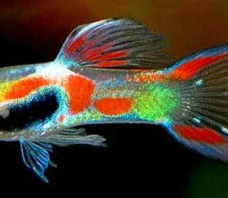 Guppy endler (Poecilia wingei)