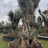 Piante di ulivo per il giardino