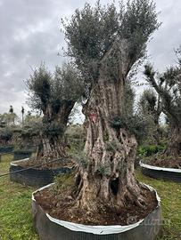 Piante di ulivo per il giardino