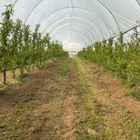 Azienda agricola avviata