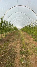 Azienda agricola avviata