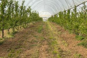 Azienda agricola avviata