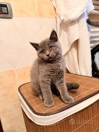 Gattini Scottish Fold