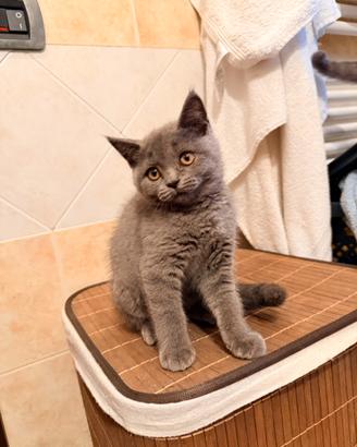 Gattini Scottish Fold