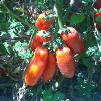 piantine di ortaggi assortite- orto completo