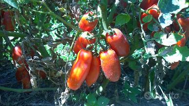 piantine di ortaggi assortite- orto completo