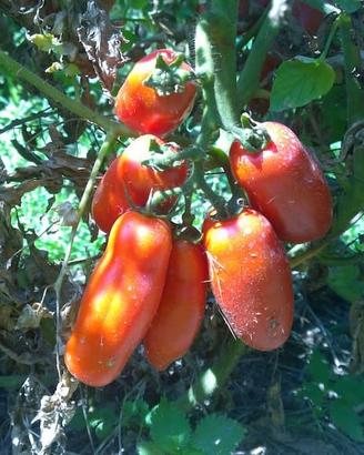 piantine di ortaggi assortite- orto completo