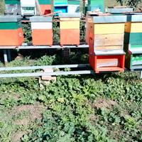 Sciami di api,nuclei, regine