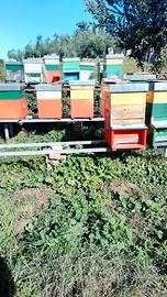 Sciami di api,nuclei, regine