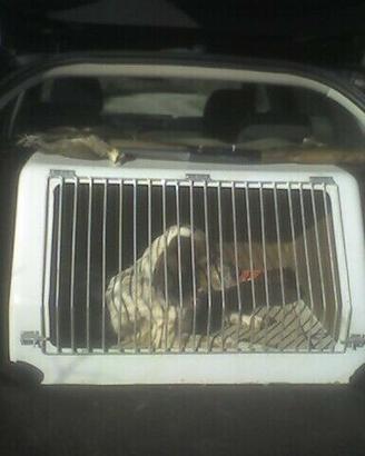 Trasportino auto cani gatti gabbia animali caccia