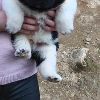 Akita americano pedigree ENCI