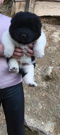 Akita americano pedigree ENCI