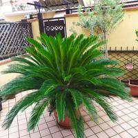Pianta Cycas