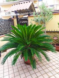 Pianta Cycas