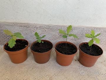 piante di quercia piccole