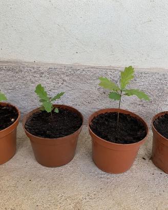 piante di quercia piccole