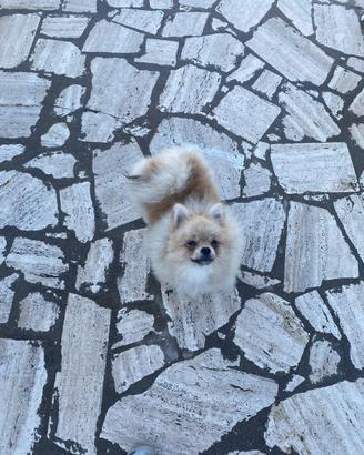 Spitz di Pomerania