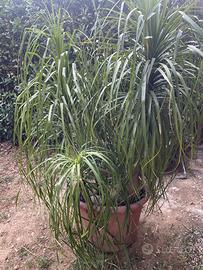 Beaucarnea recurvata /mangia fumo tripla