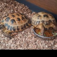Tartaruga da terra Horsfieldi