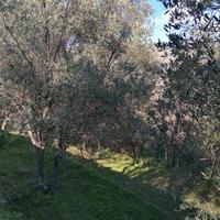 Oliveto