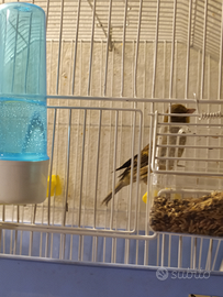 Canarino riproduttore cantore