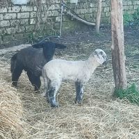 Agnello maschio suffolk