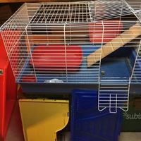 Coniglio nano o cavia