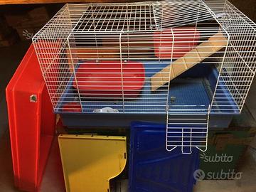 Coniglio nano o cavia