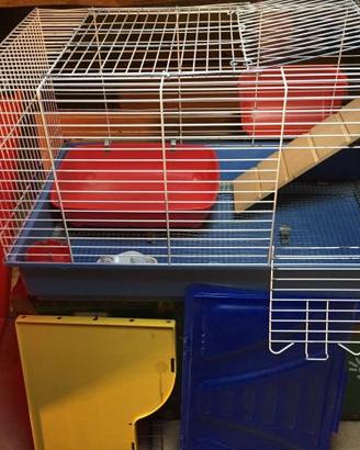 Coniglio nano o cavia