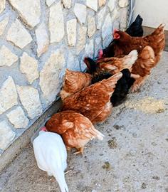 Galline