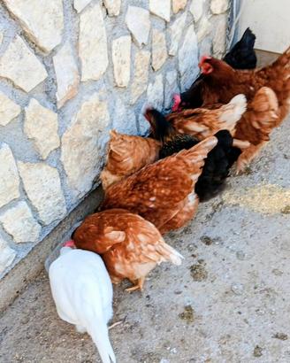 Galline