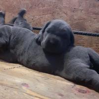 Cuccioli cane corso
