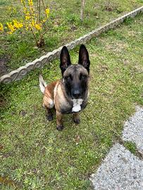 Cuccioli Pastore Belga Malinois