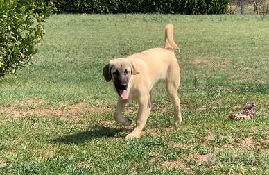 Kangal cucciola