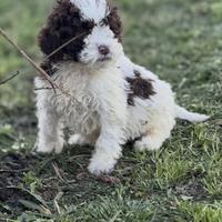 Lagotto romagnolo