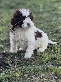 Lagotto romagnolo